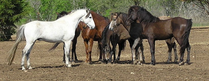 Six Kristull Caspian Stallions